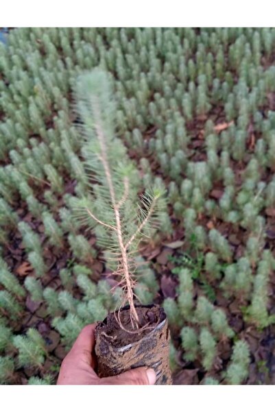 ADA TARIM 2 Adet Tüplü Fıstık Çam Ağacı Fidanı 30_40 Cm