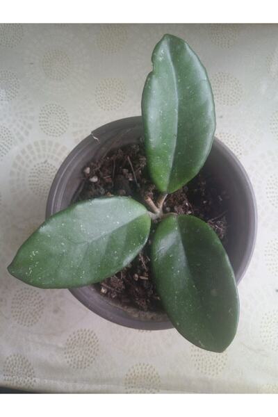 Kaktüs & Sukulent Mum Çiçeği  Hoya Carnosa Fidesi 16 Cm Lik Sası