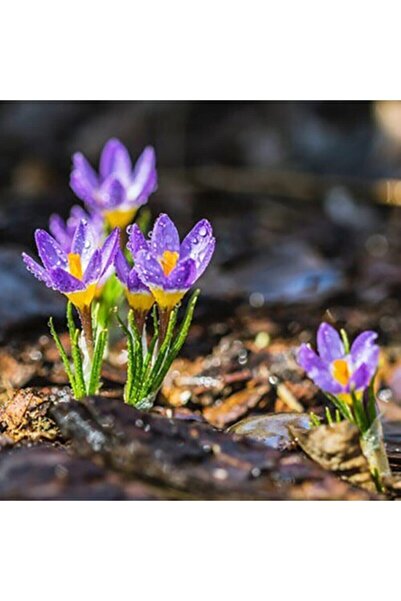 Genel Markalar Safran Soğanı 50 Adet