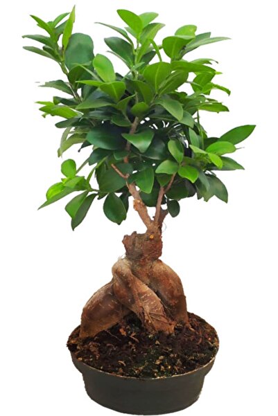 Genel Markalar Ficus Gingseng Bonsai Ağacı Saksı Çapı Boyu 20-30 Cm