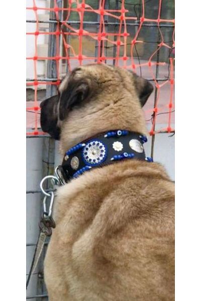 Sürmeli Tasma Large Leather Kangal Dog Collar Without Bell Model Genuine Buffalo Leather