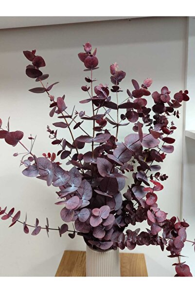 shocket plant büyük yaprak kırmızı okaliptus demet