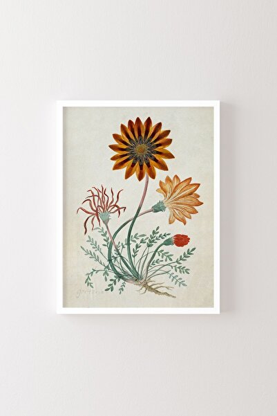 epiqart Gorteria Diffusa - Beyaz Çerçeve