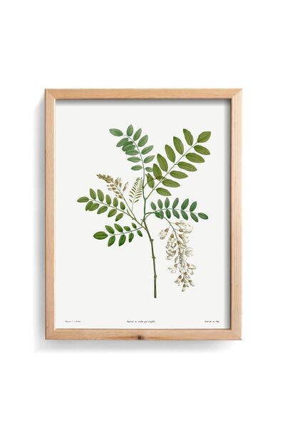 epiqart Робиния Pseudoacacia - Рамка с дървесен мотив