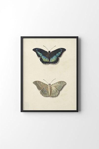 epiqart Butterflies - Black Frame