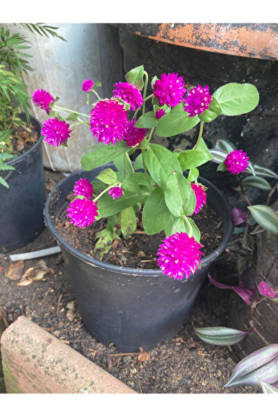 MEK Mor medine düğmesi - hanım düğmesi saksıda canlı çiçek