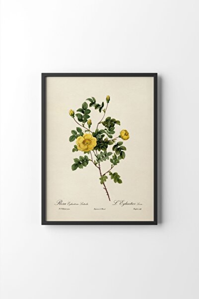 epiqart Flower Drawing - Black Frame