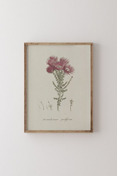 epiqart Phaenocoma Prolifera - Wooden Patterned Frame