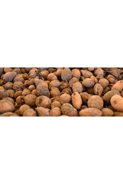 AKTARIM Türkiye'nin Salepcisi - Salep Yumrusu 10 Adet