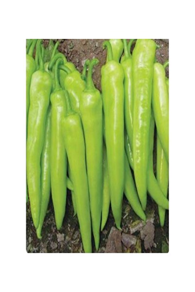 Ucuzluk Diyarı 80 Adet Biber Tohumu ( Çarliston 341 ) % 100 Çimlenme