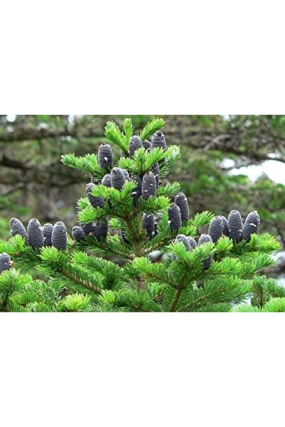 Ekodoğa Göknar Tohumu 20 gr.(250 Adet Tohum) Köknar Tohumu Çam Tohumu Göknar Çamı Tohumu Köknar Ağacı Tohumu