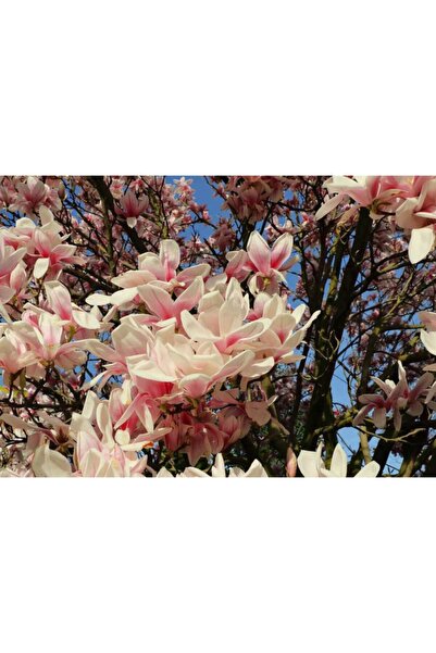 Sağlam Fidancılık Tüplü Manolya Ağacı Fidanı