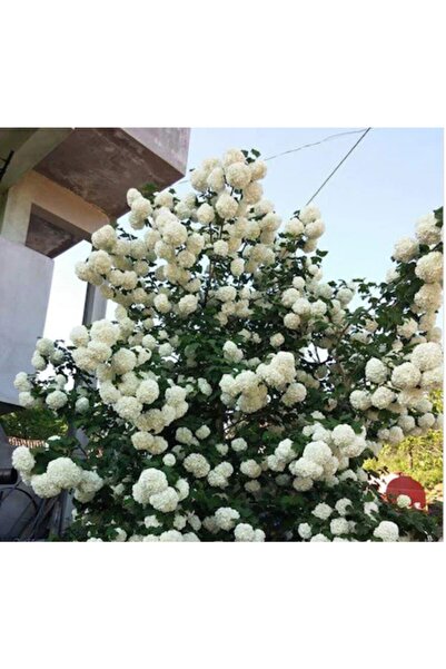 Scuba Snowball Seedling Viburnum Lucidum