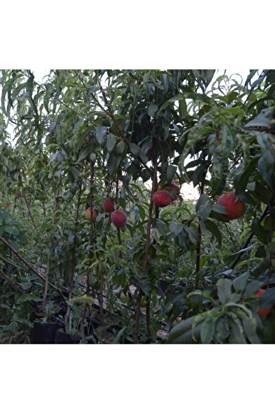 ASES Tüplü Aşılı Az Tüylü Iri Şeftali Fidanı