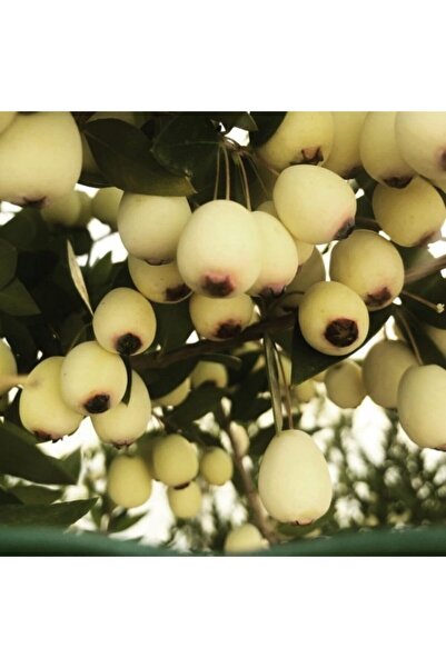 Genel Markalar Tüplü Aşılı Iri Beyaz Murt(hambeles)