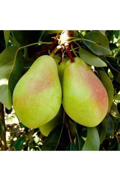 ASES Tüplü Aşılı Santa Maria Armut Fidanı 2 Yaş - 90-110 Boy
