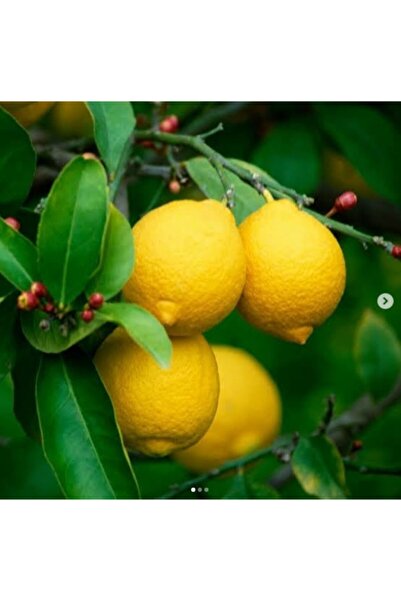 ASES Tüplü Aşılı Saksılık Bodur Yediveren Limon 3 Yaş 50-60 cm
