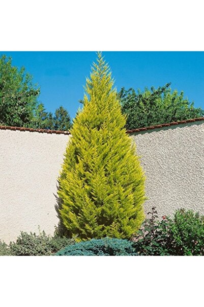 ASES Tüplü Limoni Servi Fidanı 4 Adet Boy 50-60cm