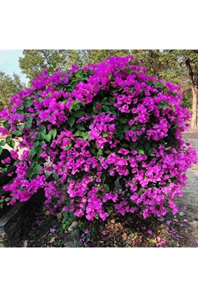 ASES Saksıda Mor Begonvil Fidanı Yaş 2 Boy 80-110cm