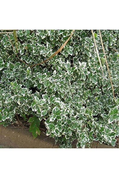 ASES Tüplü Gümüşi Çıtır Taflan Boy 30-40cm