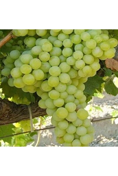 ASES Tüplü K -7 Sofralık Üzüm Fidanı Yaş 2