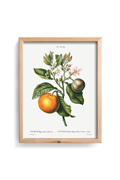 epiqart Ξύλινο μοτίβο πλαίσιο εσπεριδοειδών