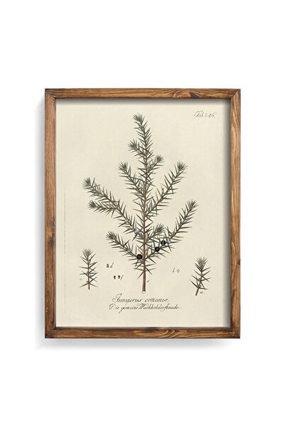 Ordinary Juniper - Wooden Patterned Frame