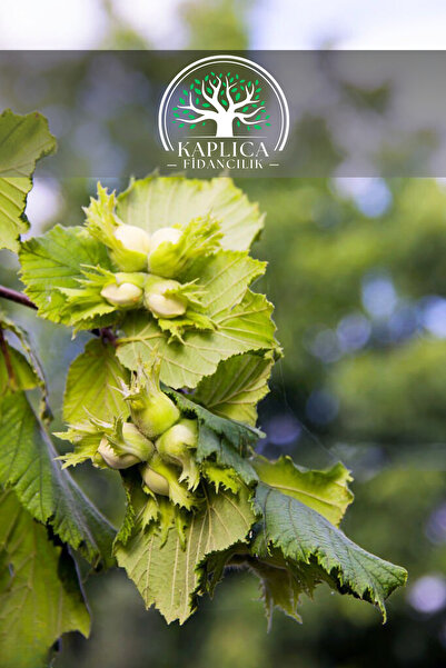 KAPLICA FİDANCILIK Aşılı İri Meyveli Fındık Fidanı 3 Yaş