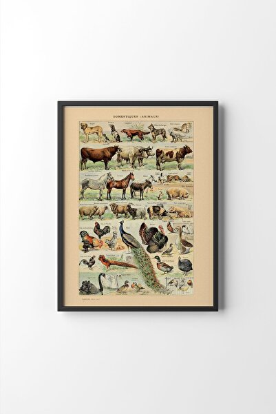epiqart Domestiques - Black Frame