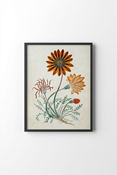 epiqart Gorteria Diffusa - Siyah Çerçeve