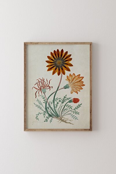 epiqart Gorteria Diffusa - Ahşap Desenli Çerçeve