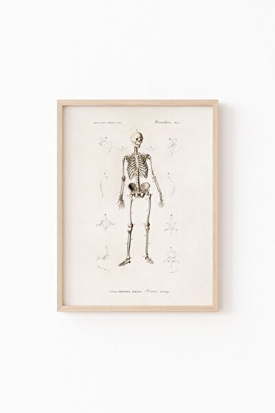 epiqart Desenul scheletului uman - Cadru cu model din lemn