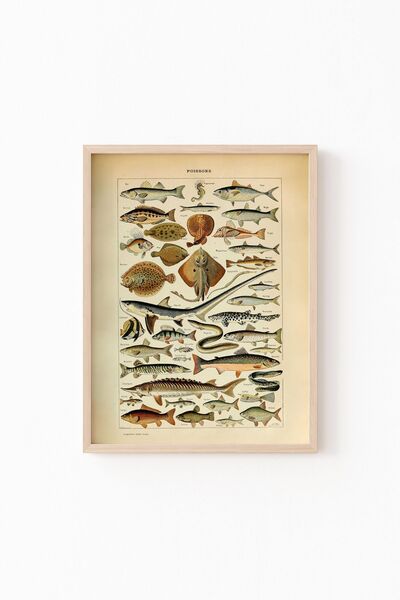 epiqart Ξύλινο πλαίσιο με σχέδια Poissons