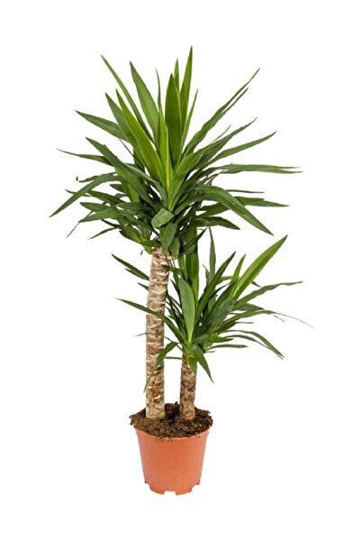 MorDekor Yucca Bitkisi 2 Gövdeli Yuka Bitkisi Avize Çiçeği 80 100 Cm Ev Bitki...
