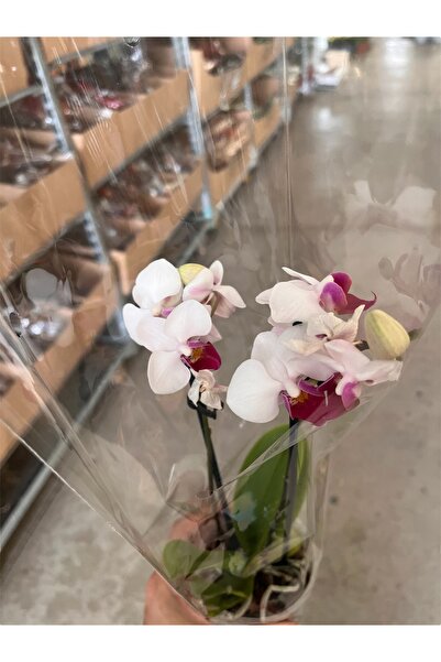 denizingarden Midi orkide çift dal p9