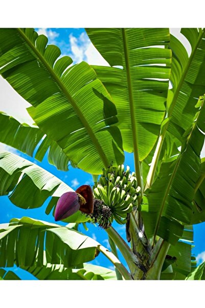 dalından tazecik 1 Adet Taze Muz Yaprağı