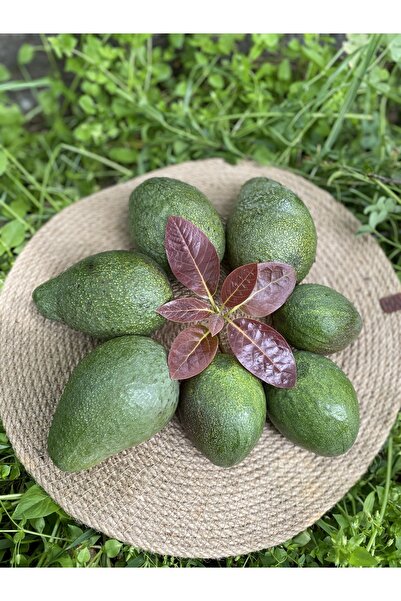 dalından tazecik 1 Kg Avokado - Yeni Hasat