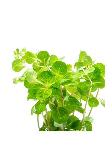 WOOF Rotala Manipurensis 5 Dal Canlı Akvaryum Bitkisi Canlı Bitki