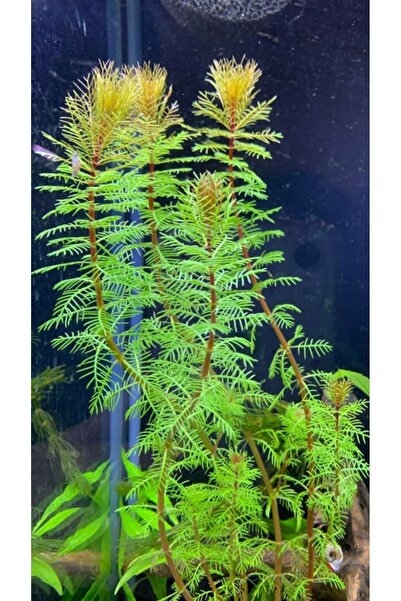 WOOF Myriophyllum Aquaticum 5 Dal Kolay, Kum Gerekmeyen Canlı Akvaryum Bitkis...
