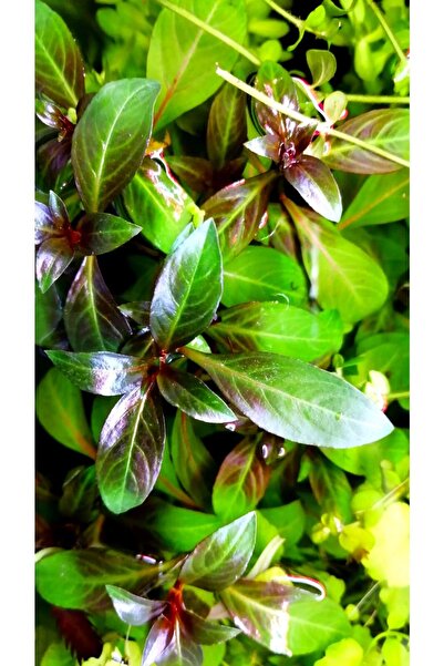 WOOF Ludwigia Grandulosa Akvaryum Bitkisi Canlı Bitki 5 Dal
