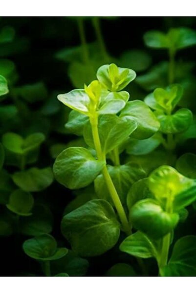 WOOF Lysimachia Nummularia Canlı Akvaryum Bitkisi 5 Dal