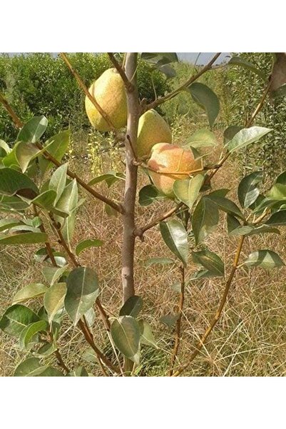 CC ARMUT (MARGERET) 180-200 CM Tüplü