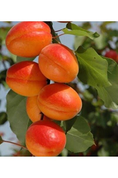 Doğan Fidancılık malatya kayısı fidanı 3 yaşında tüplü 120-150 cm