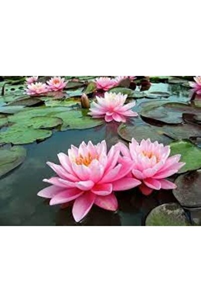 Köy Tohumları 20 Adet Tohum Pembe Water Lilly Watewrlilly Çiçeği Tohumu Hediy...