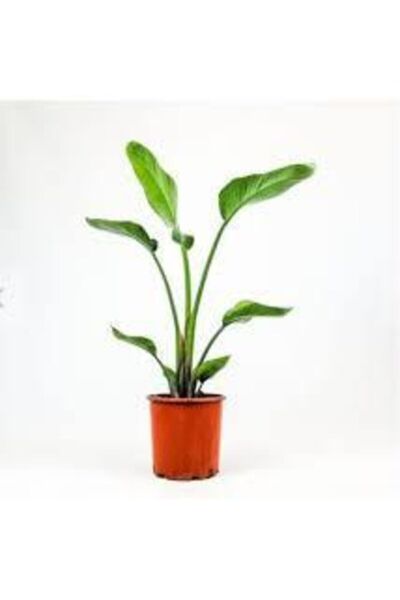 Genel Markalar Cennet Kuşu Starliçe 50-60 Cm