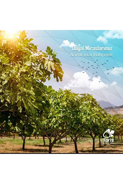 Tariş Lavanta Kolonyası 80 Derece Pet Bidon 1000 Cc