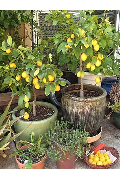 Akdeniz Fidan Yediveren Limon Fidanı Canlı Fidan (TÜPLÜ) Gür Dal Ve Yapraklı