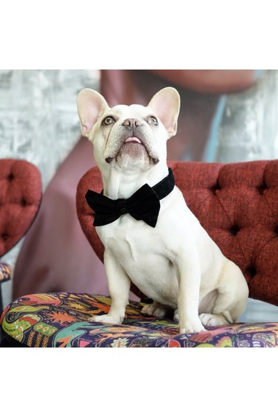 LUSİ-DOOG Black Velvet Dog Bow Tie (SIZE 3) - Bow Tie Only, Leash Not Included