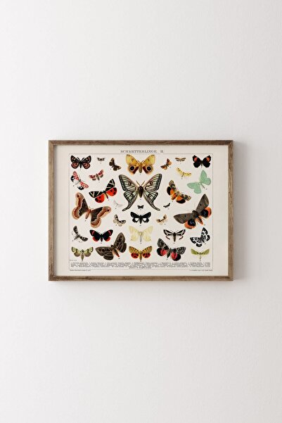 epiqart Kelebek Ve Güve Litografisi - Ahşap Desenli Çerçeve