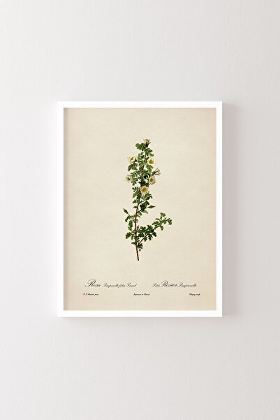 epiqart Flori - Cadru alb